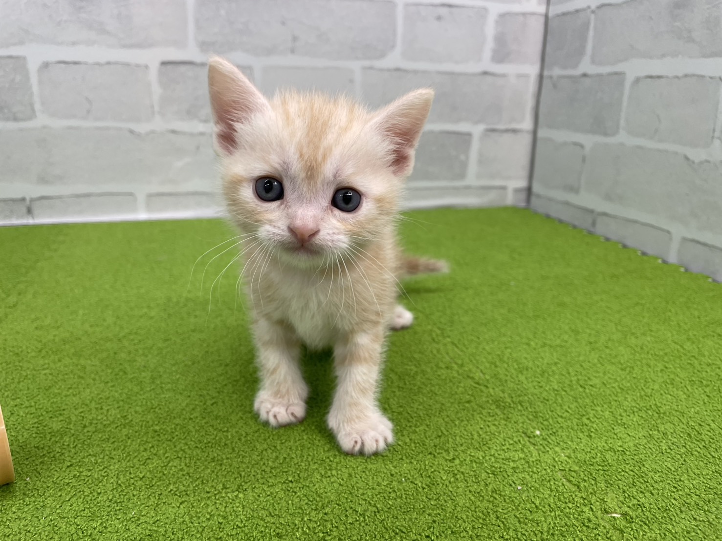 アメリカンショートヘアー