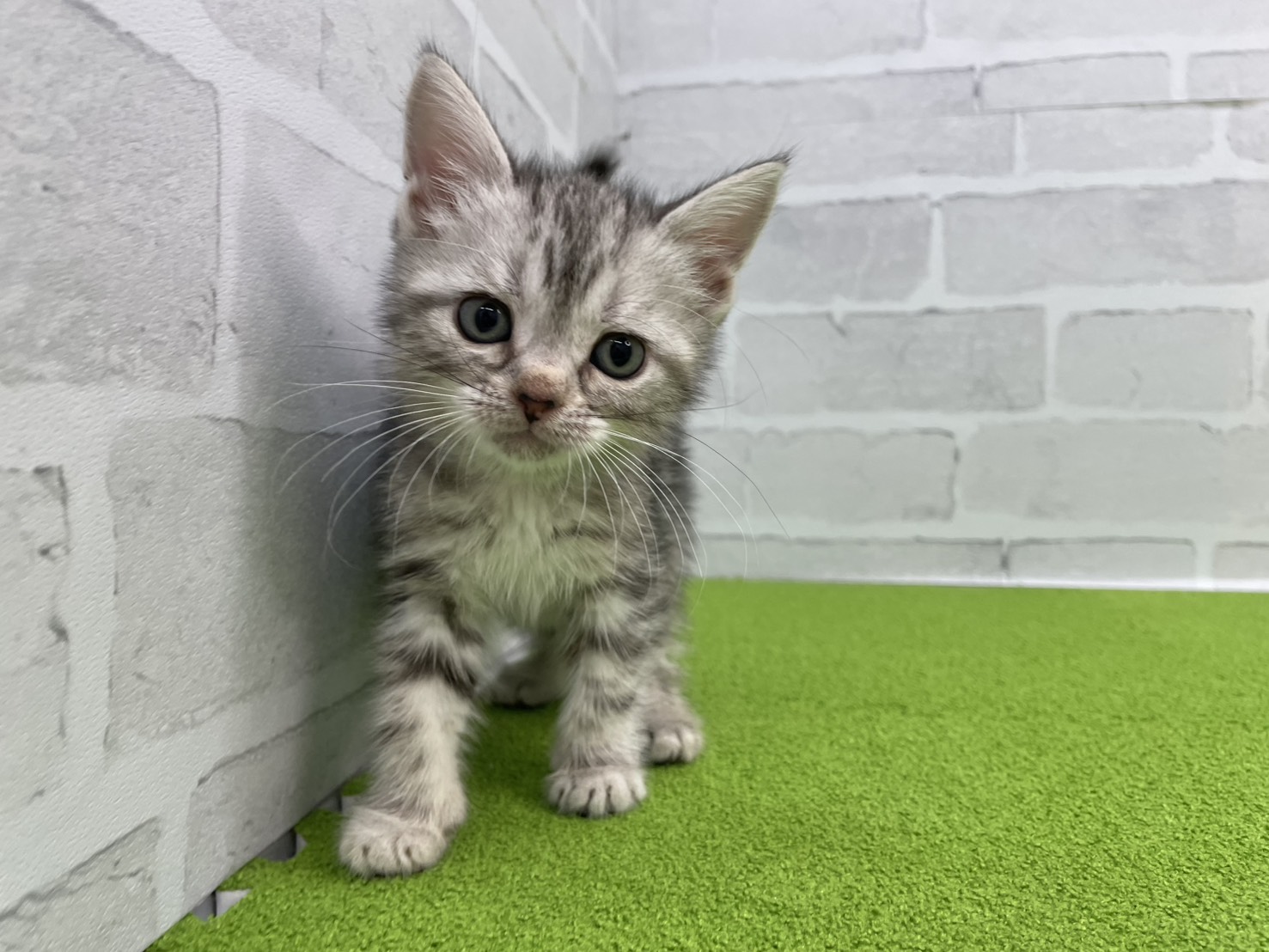 アメリカンショートヘアー