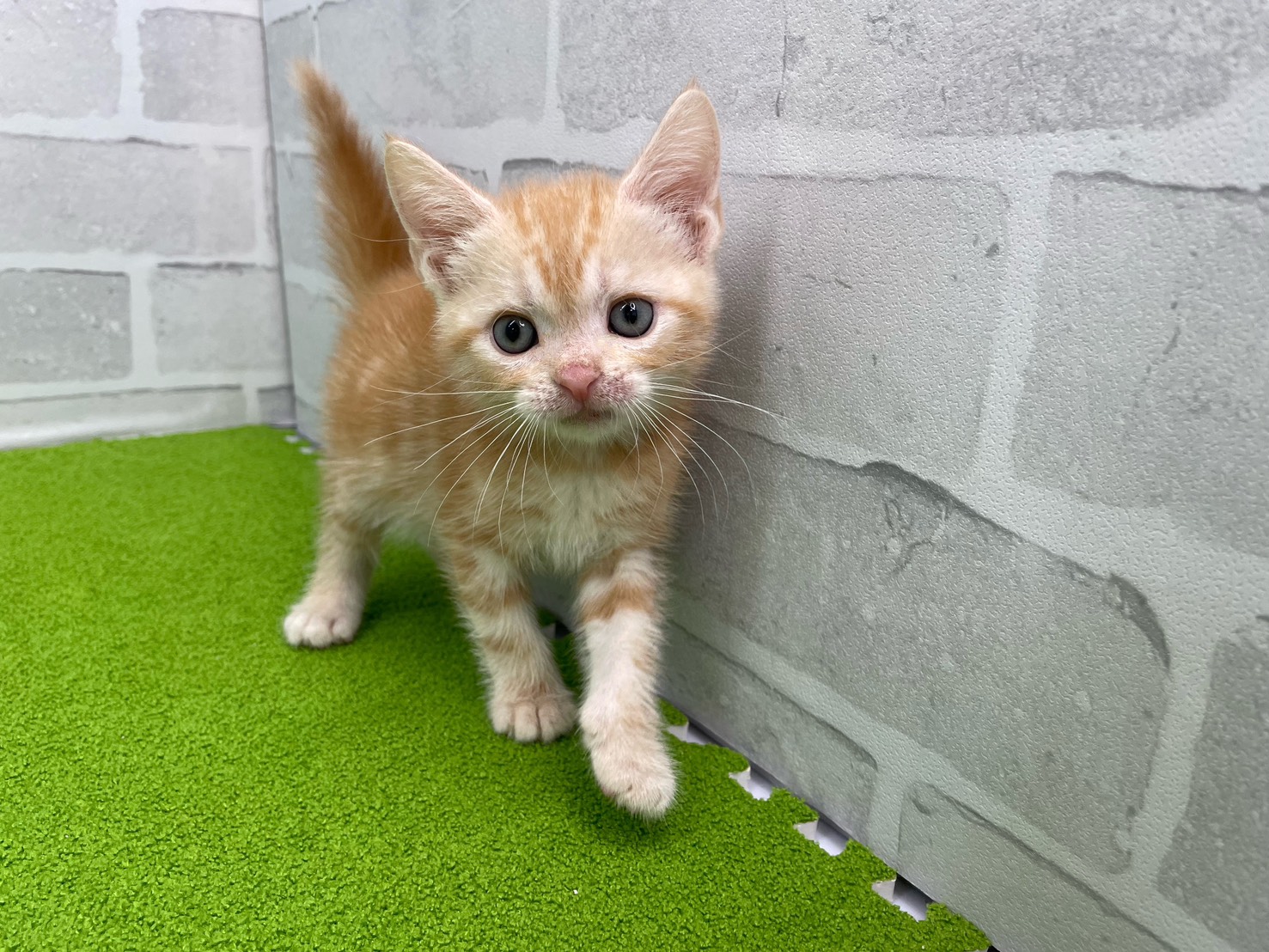 アメリカンショートヘアー