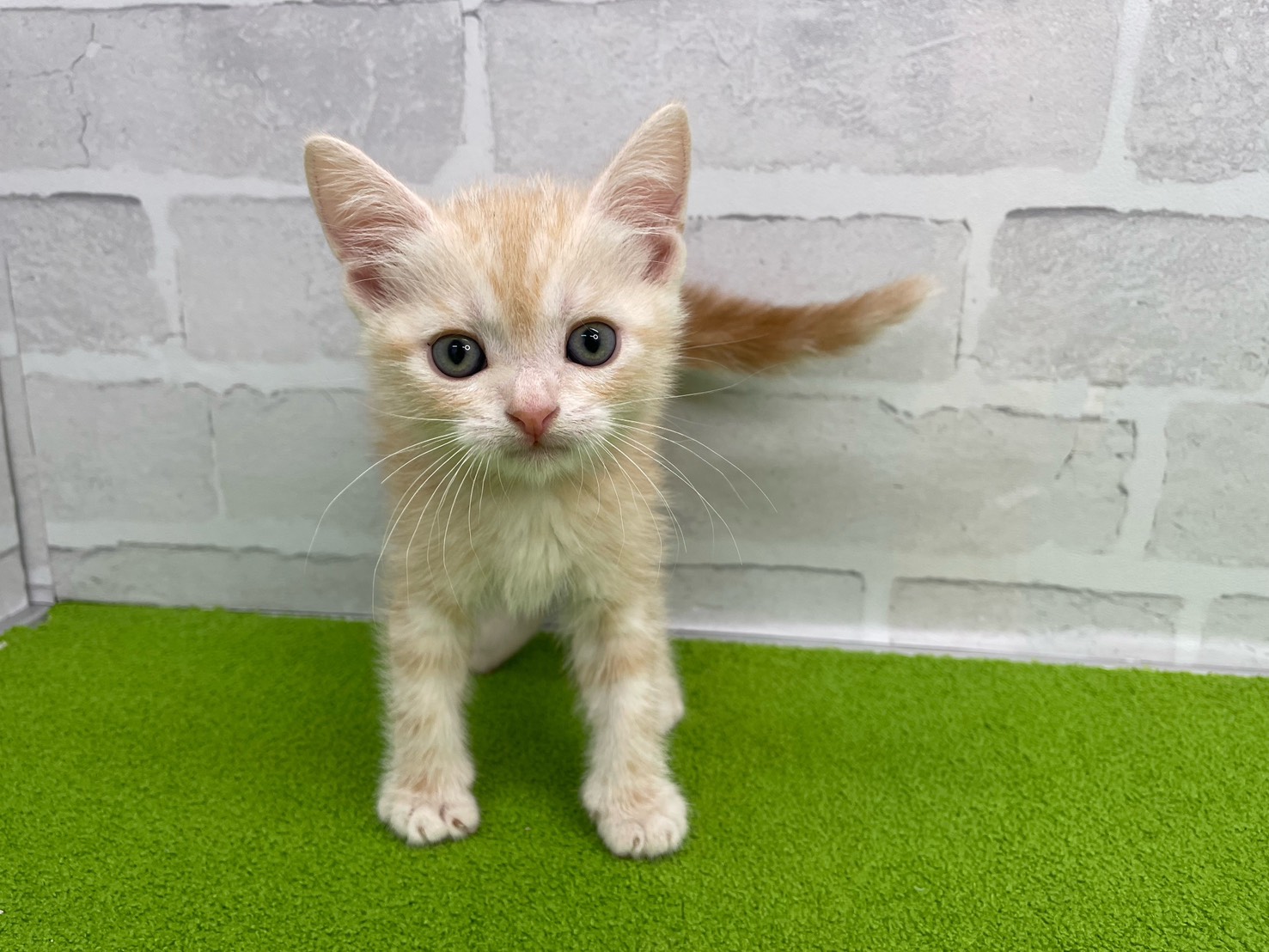 アメリカンショートヘアー