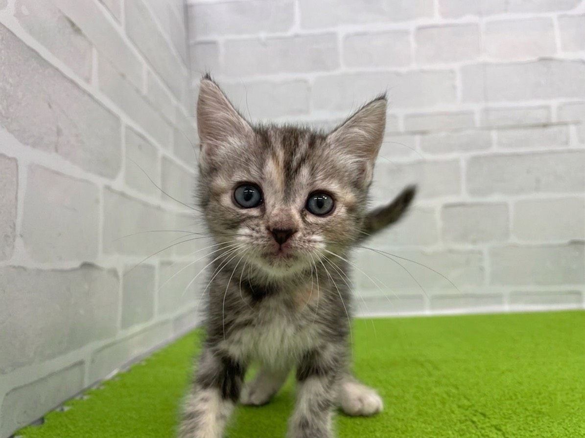 アメリカンショートヘアー