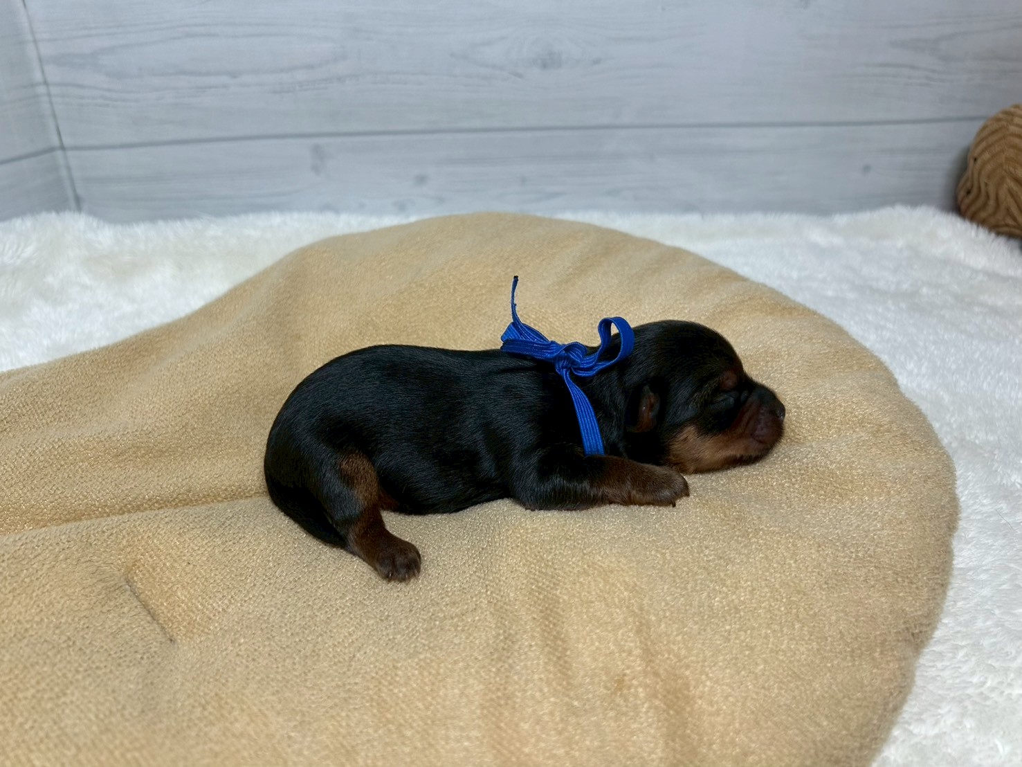 赤ちゃん写真1-2