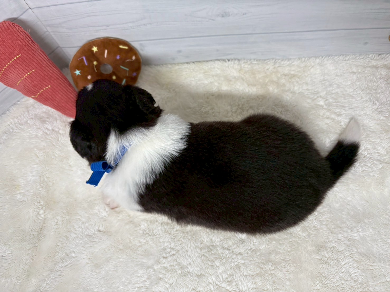 赤ちゃん写真2-3