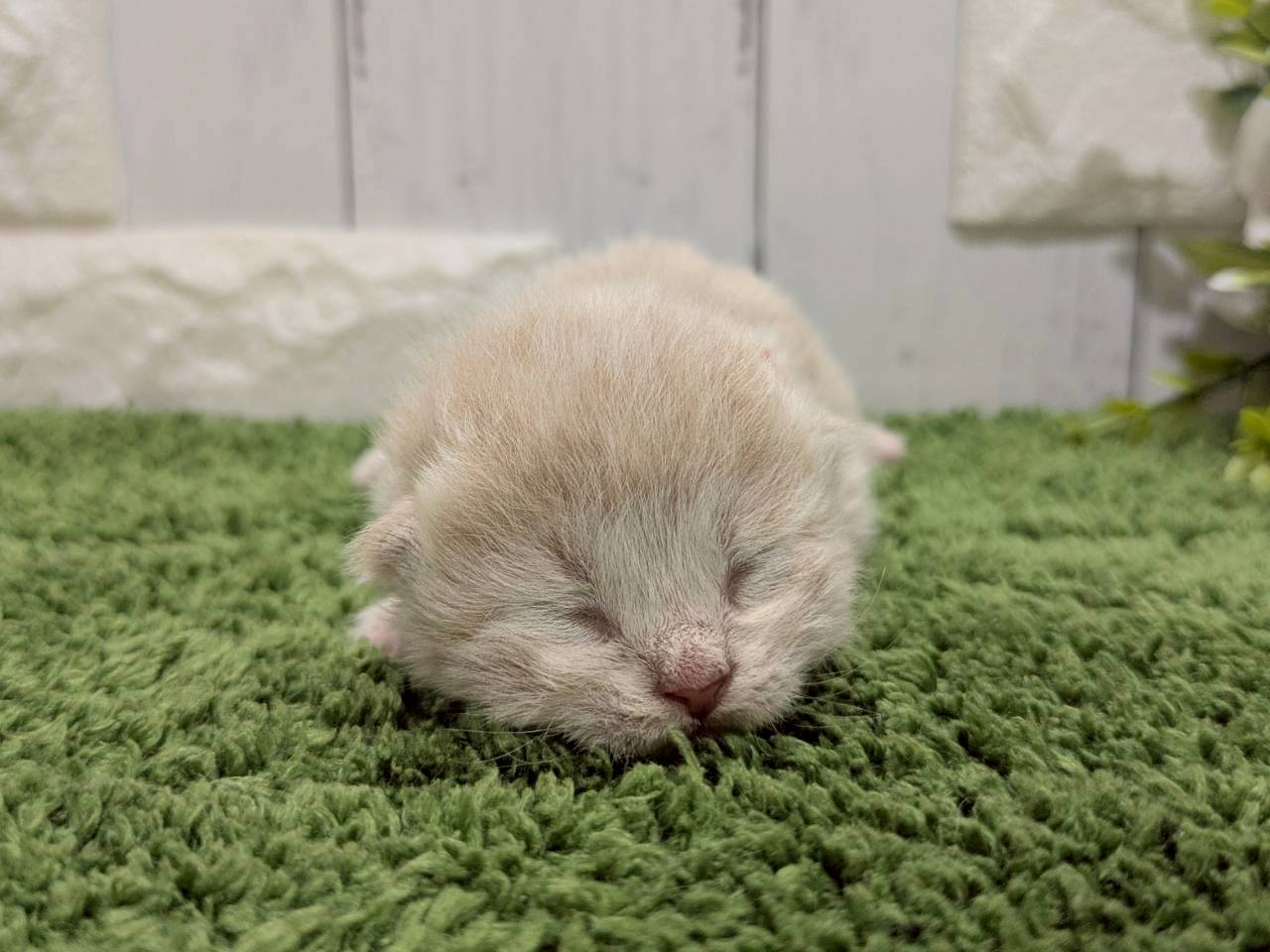 スコティッシュフォールド