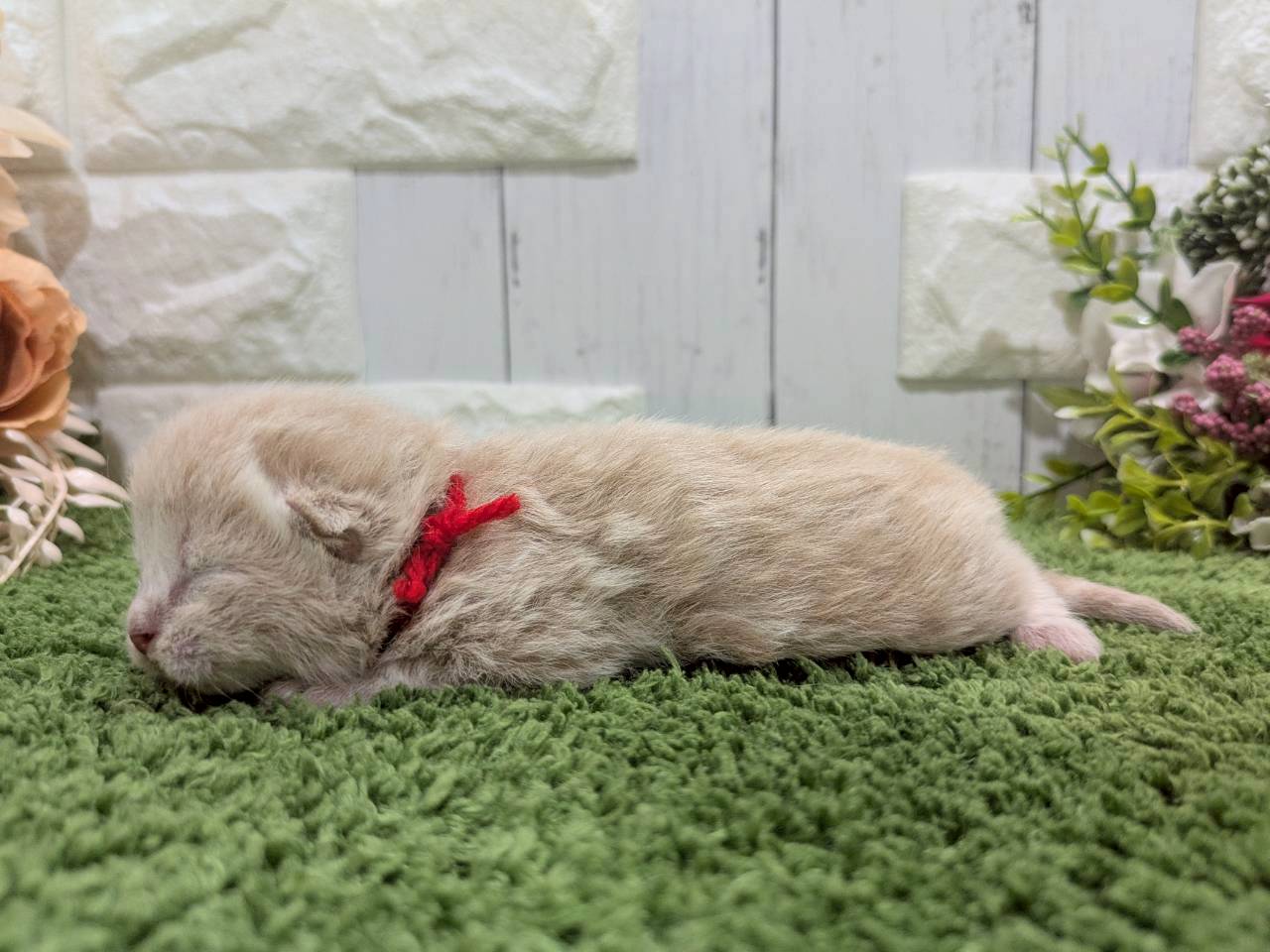 赤ちゃん写真1-2