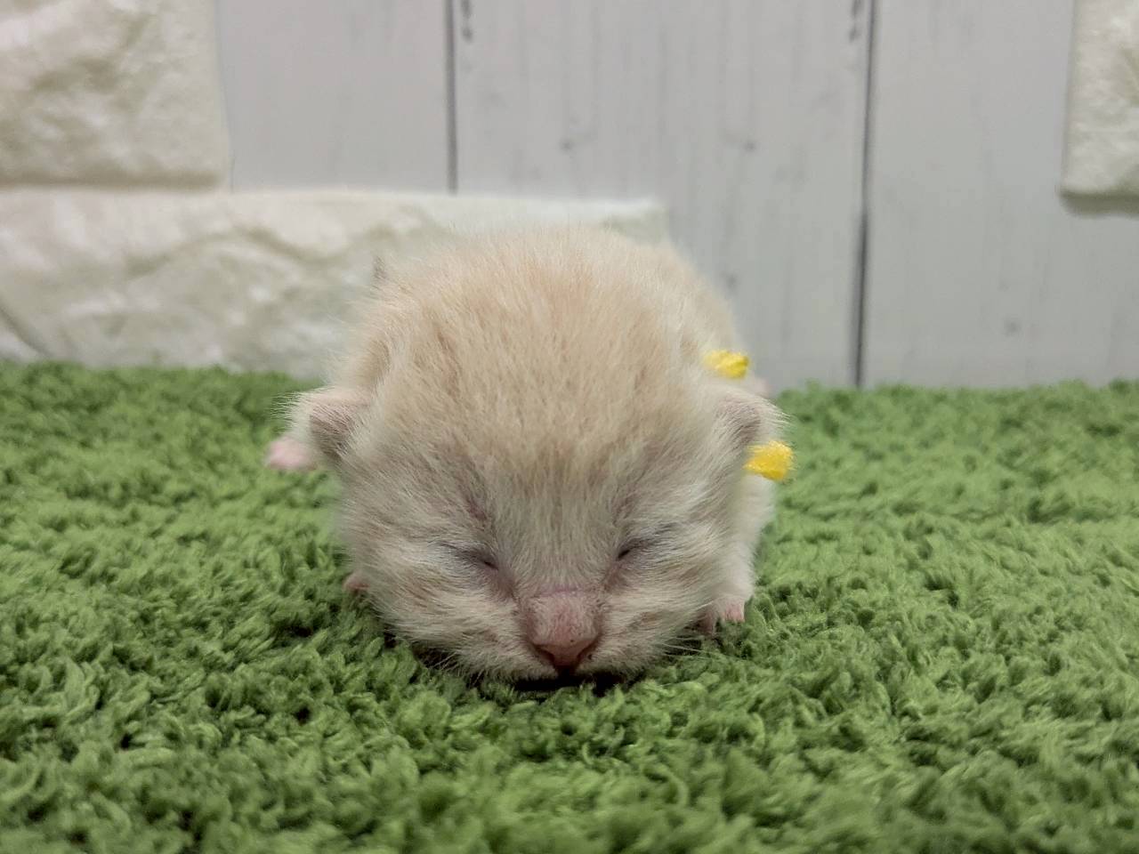 スコティッシュフォールド