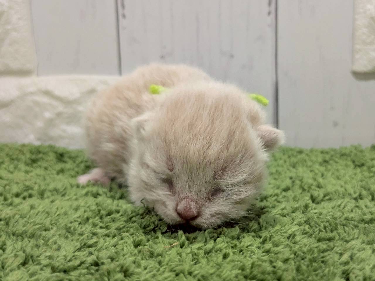 赤ちゃん写真1-1