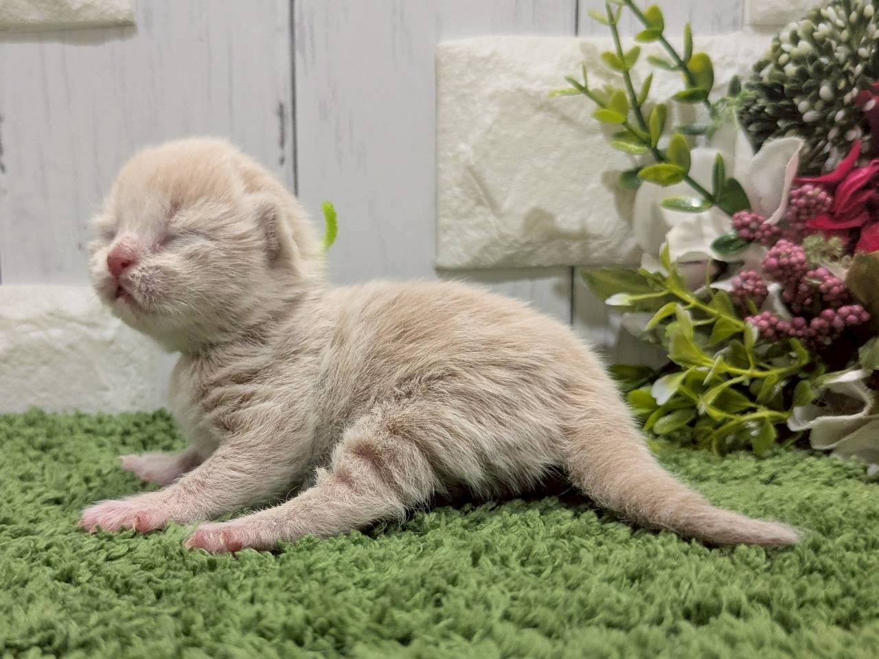 赤ちゃん写真1-2