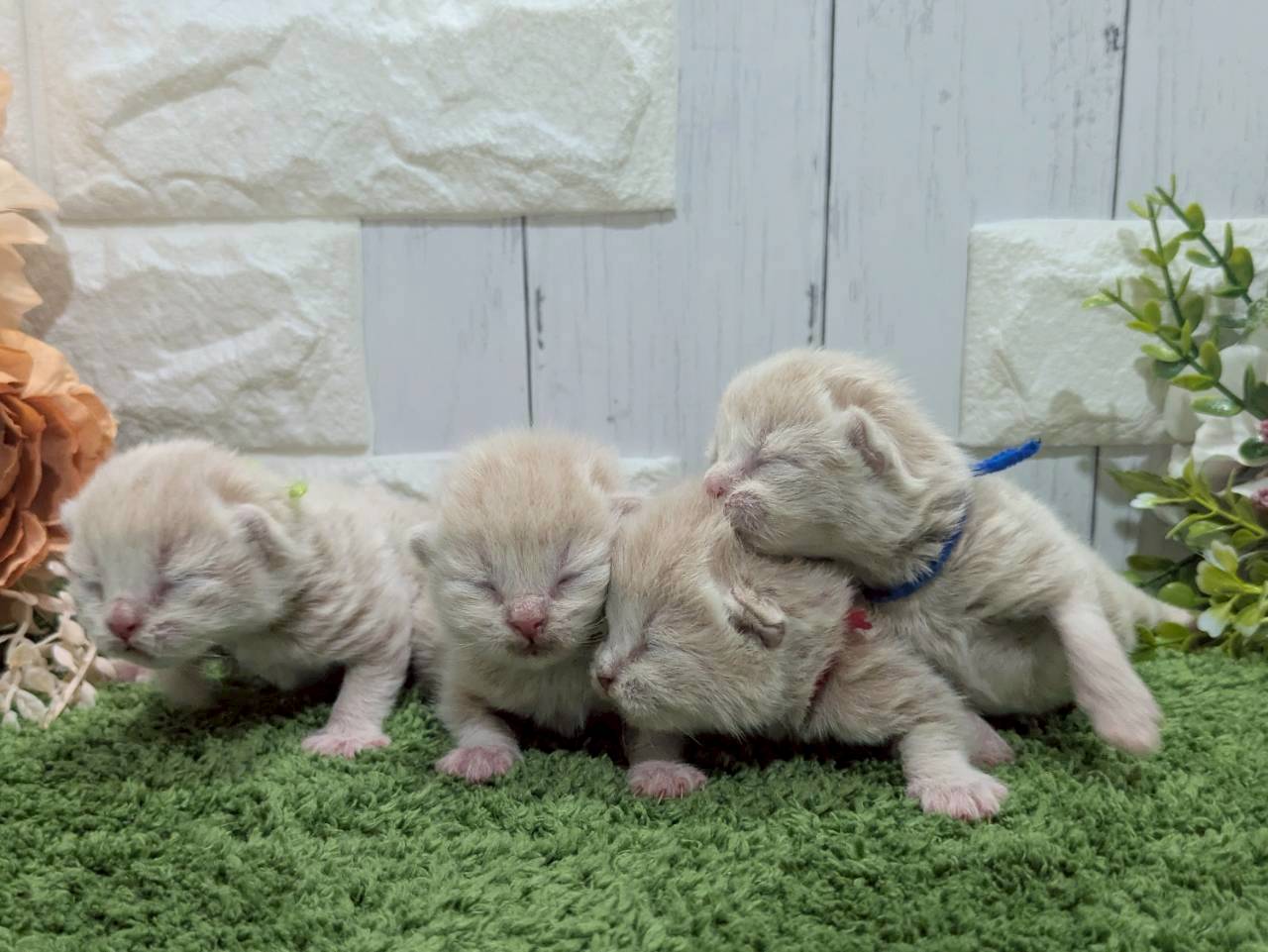 赤ちゃん写真1-3