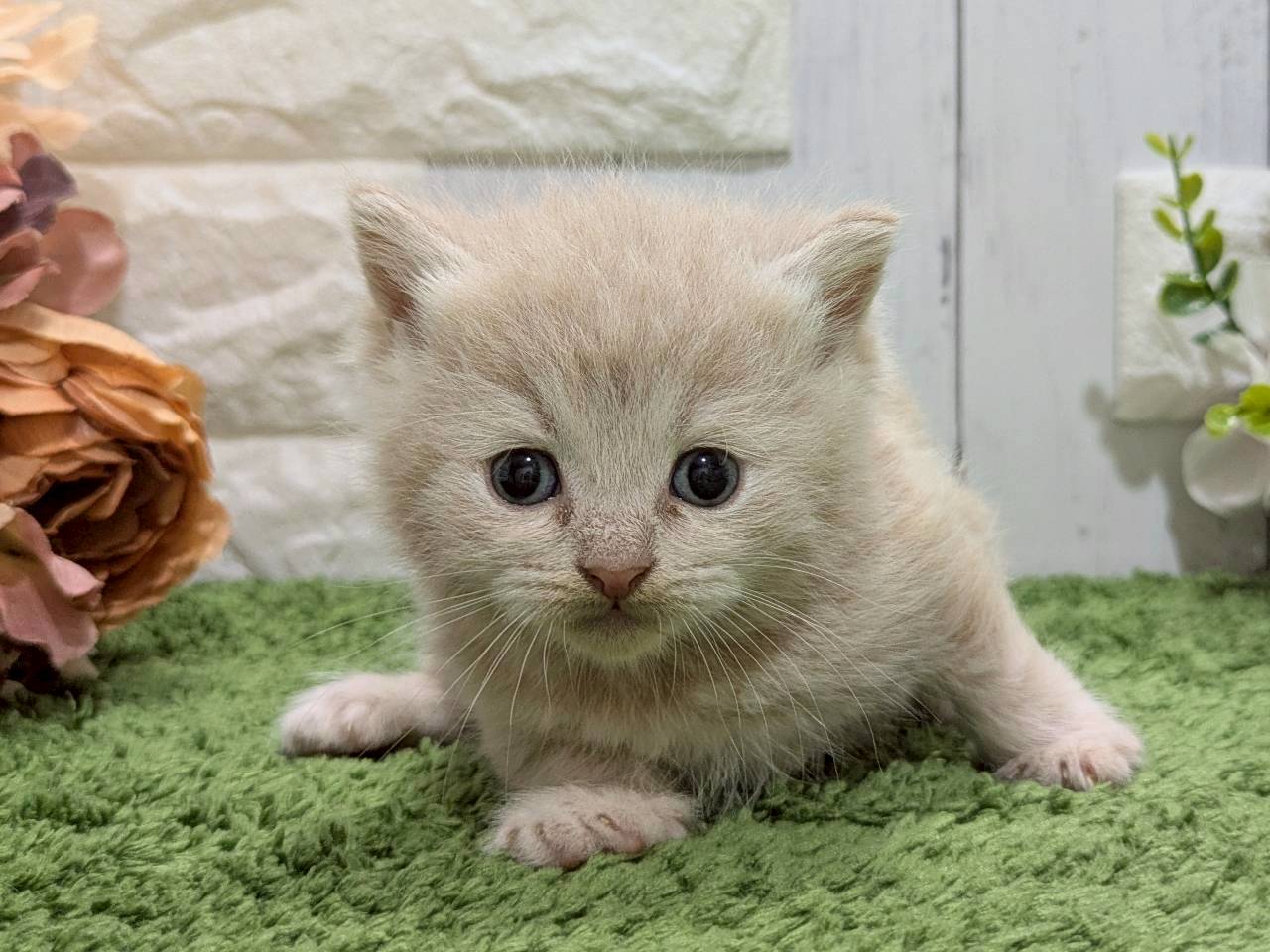 スコティッシュフォールド