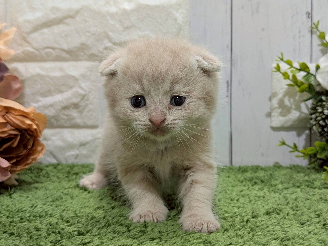 スコティッシュフォールド