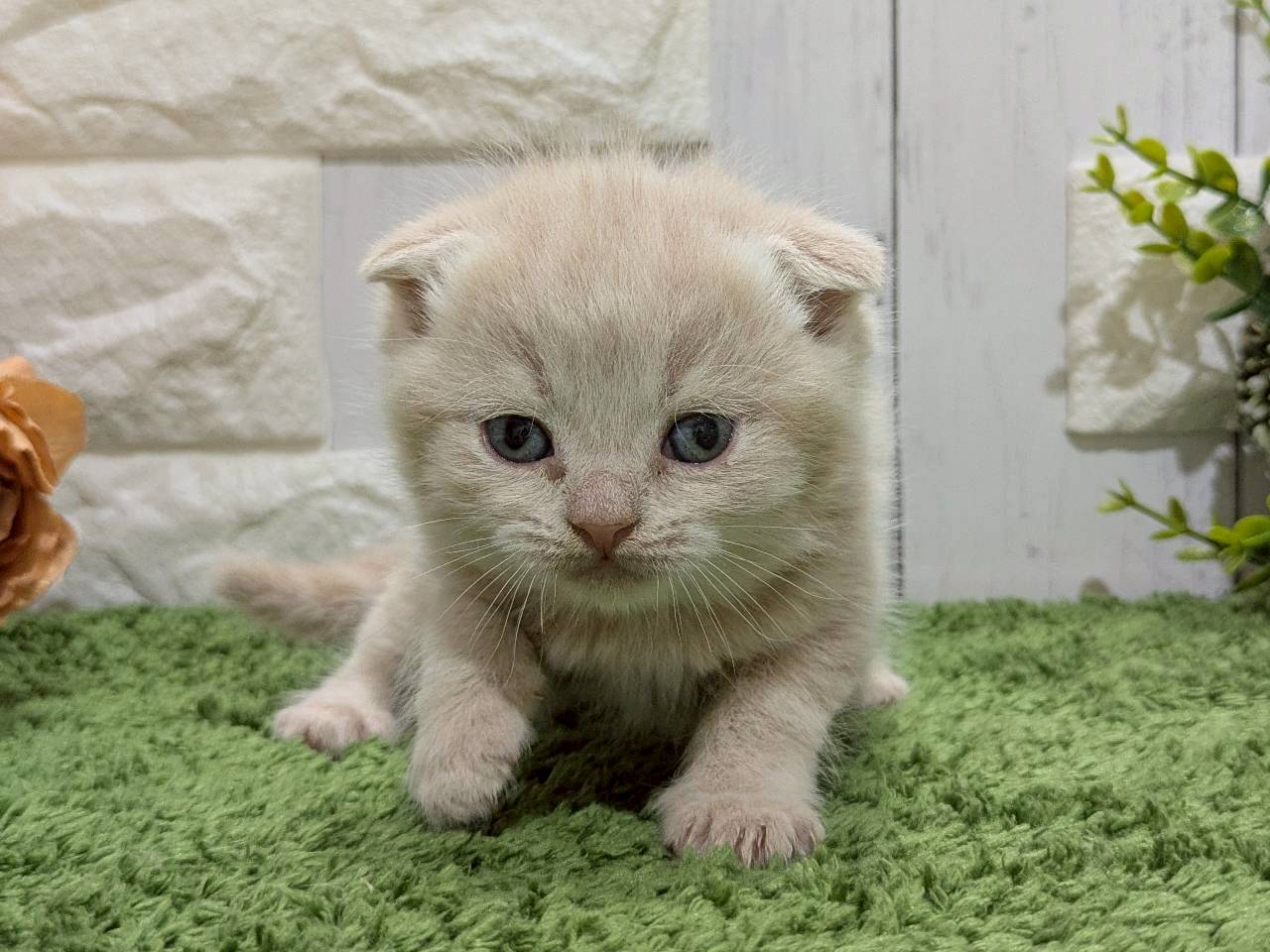 スコティッシュフォールド