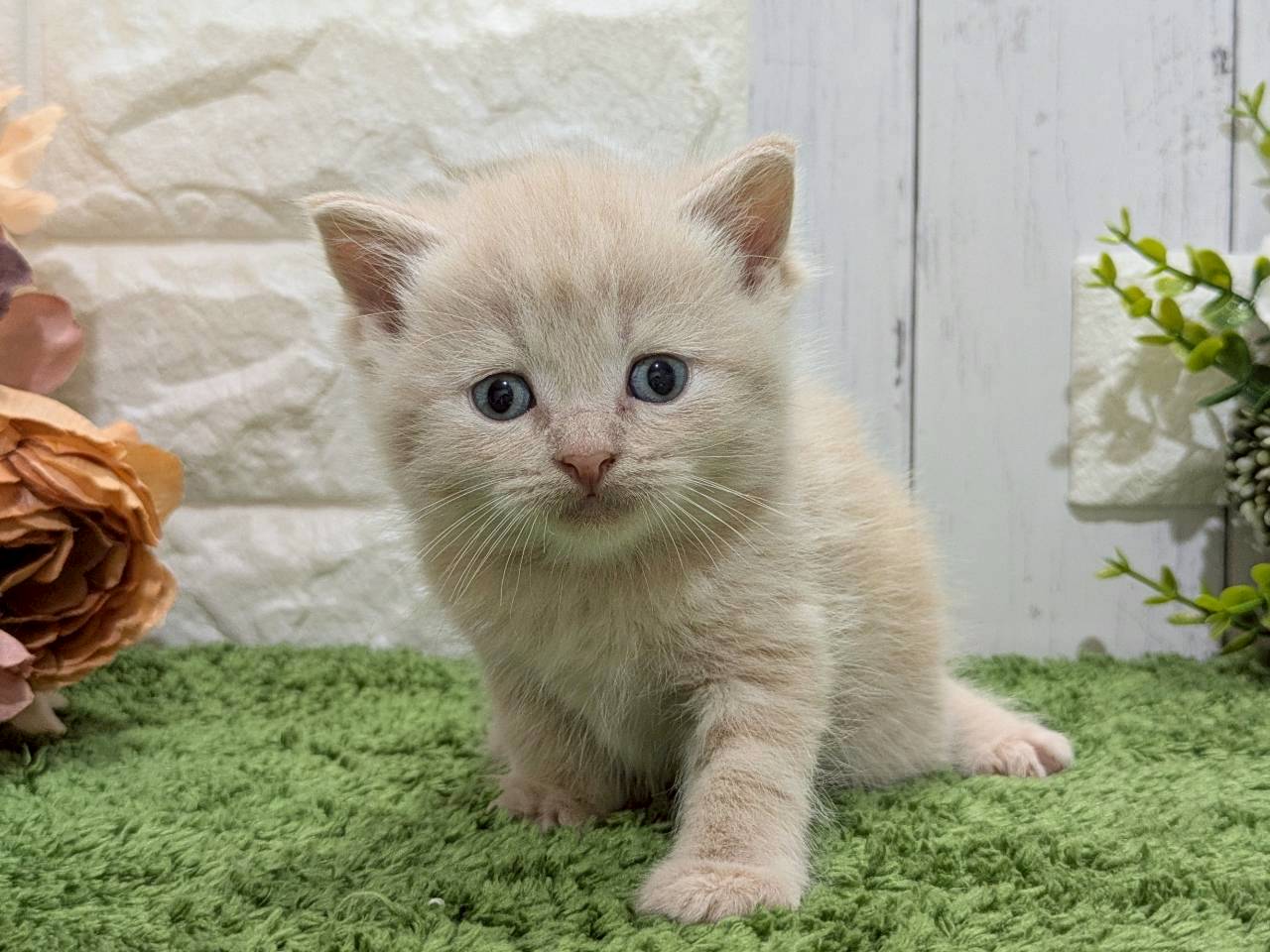 スコティッシュフォールド