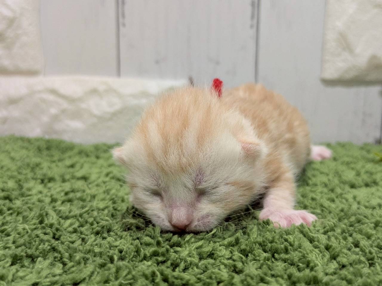 スコティッシュフォールド