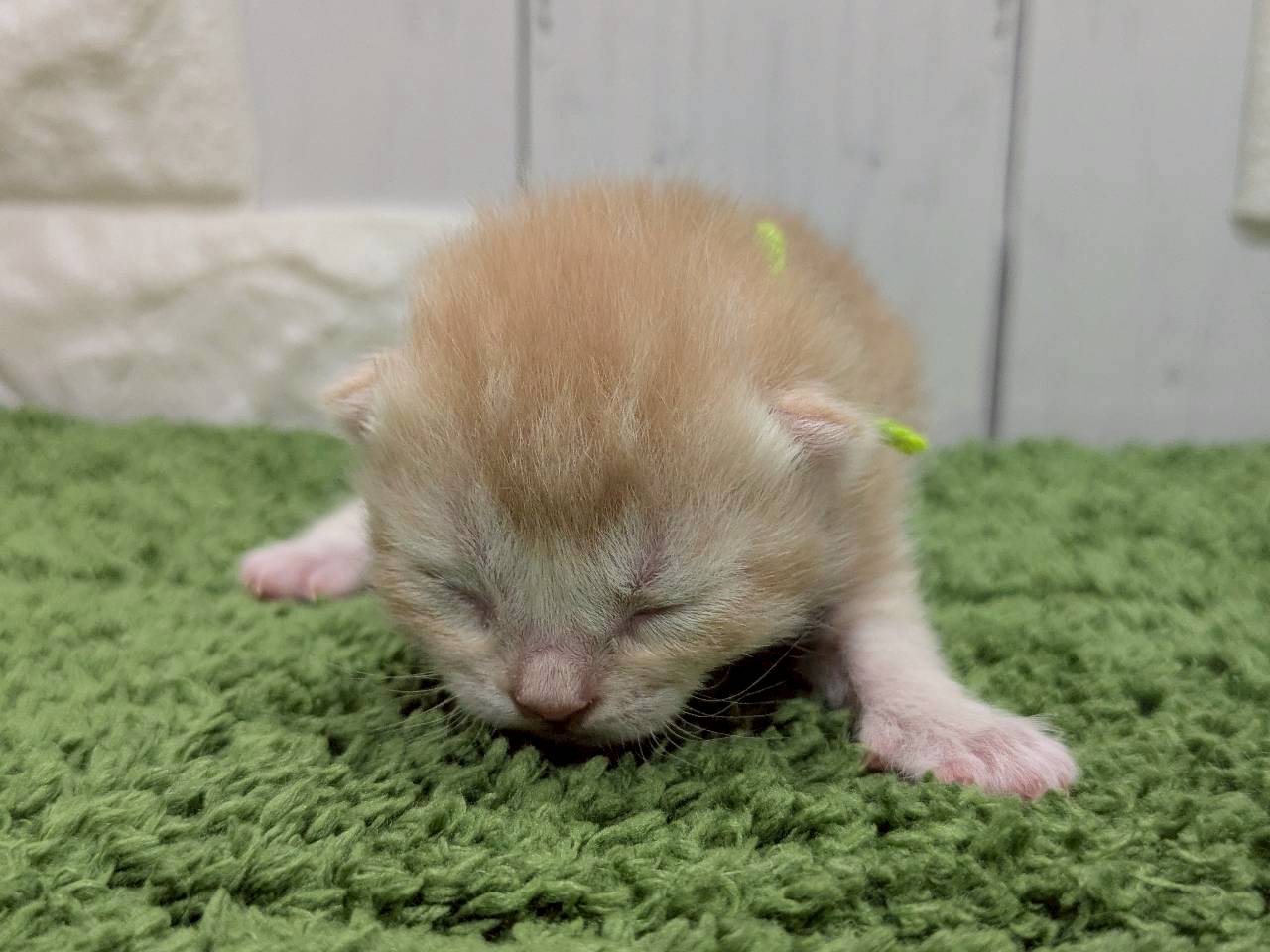 スコティッシュフォールド