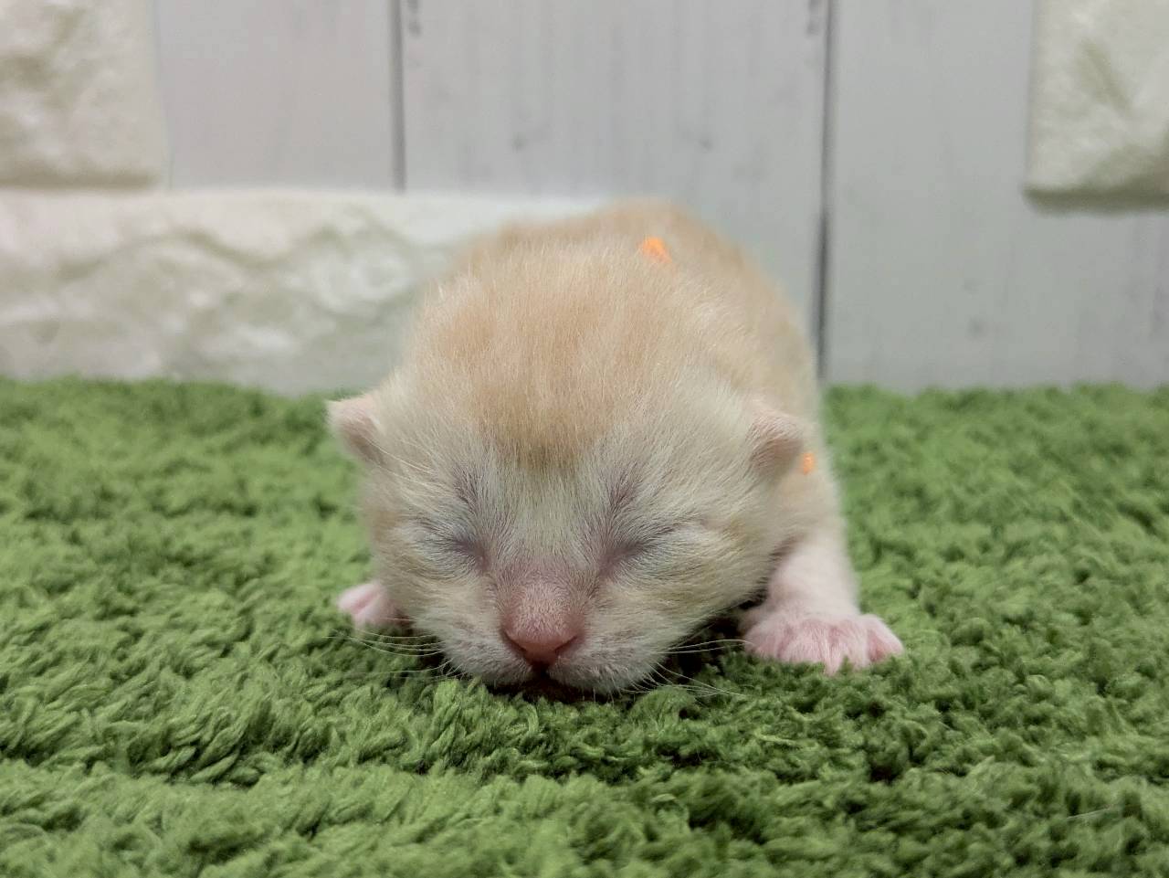 スコティッシュフォールド