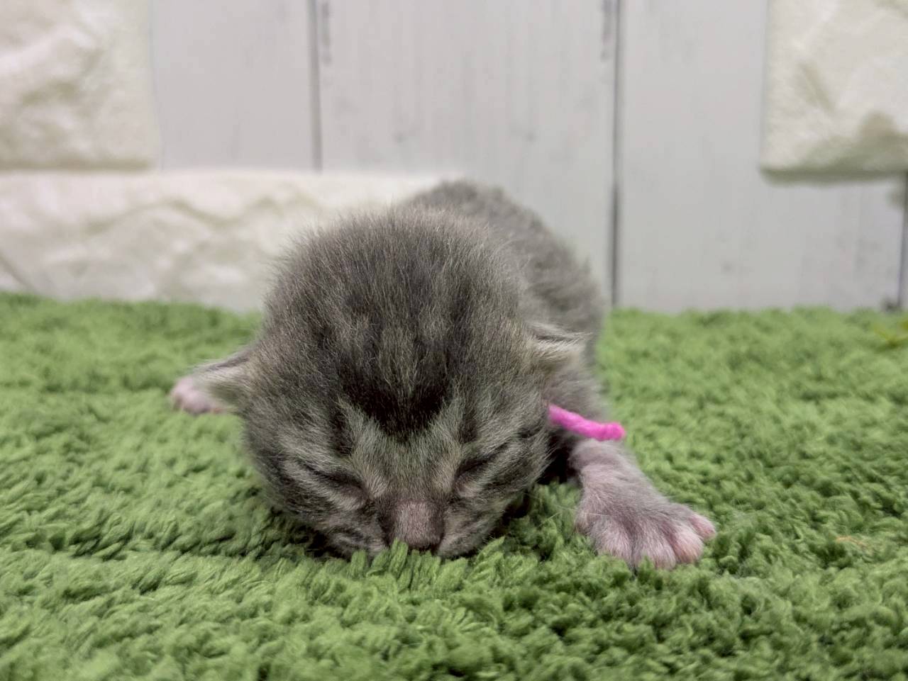 スコティッシュフォールド