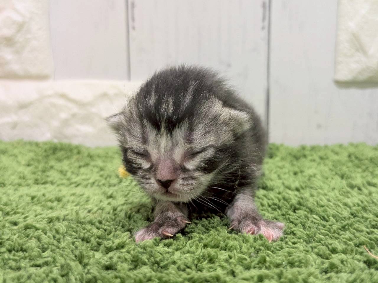 スコティッシュフォールド