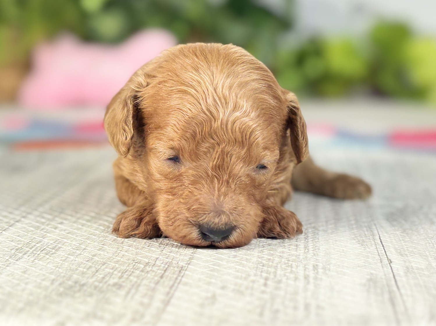 赤ちゃん写真1-1