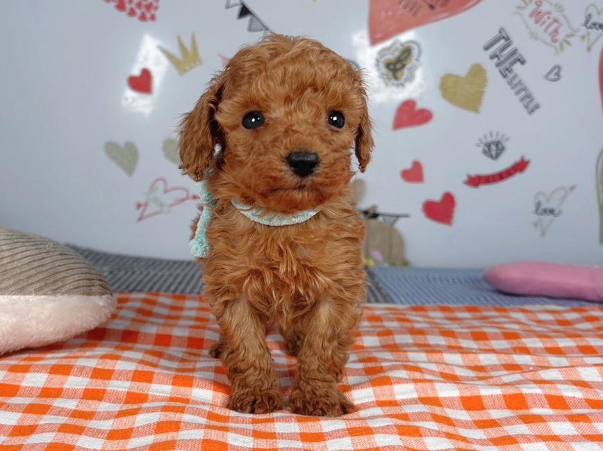 トイ・プードル