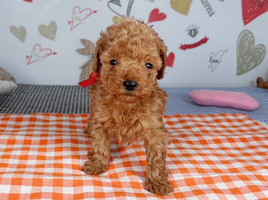 トイ・プードル