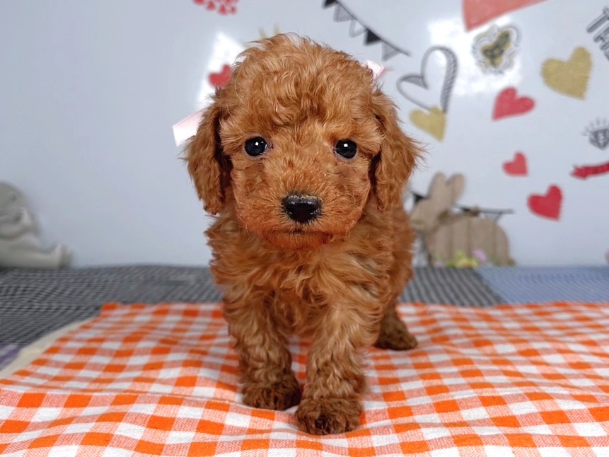 トイ・プードル