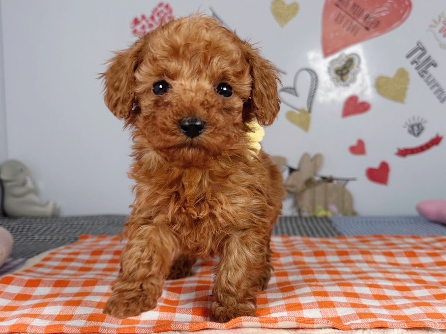 トイ・プードル