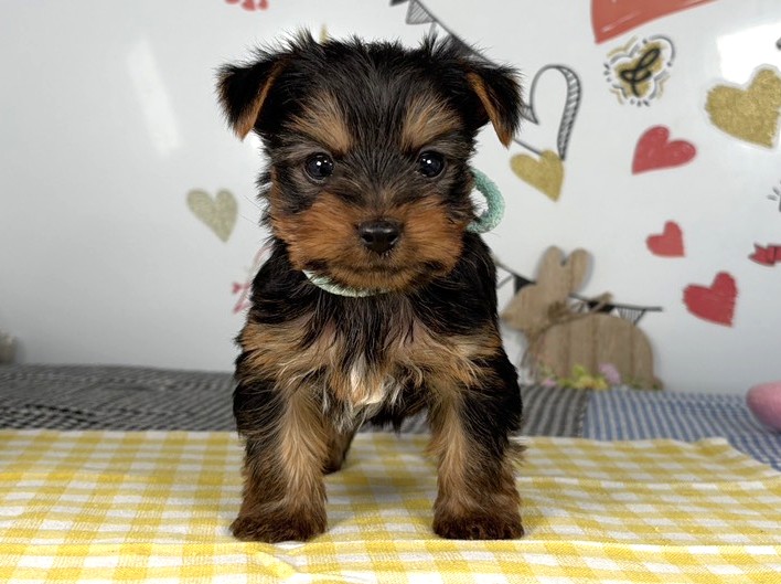 ヨークシャーテリア