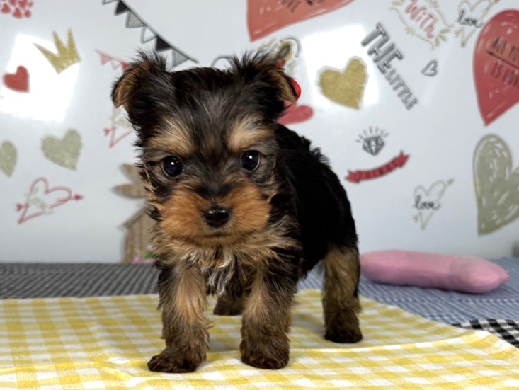 ヨークシャーテリア