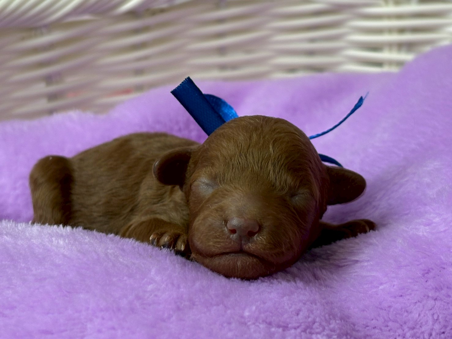 トイ・プードル