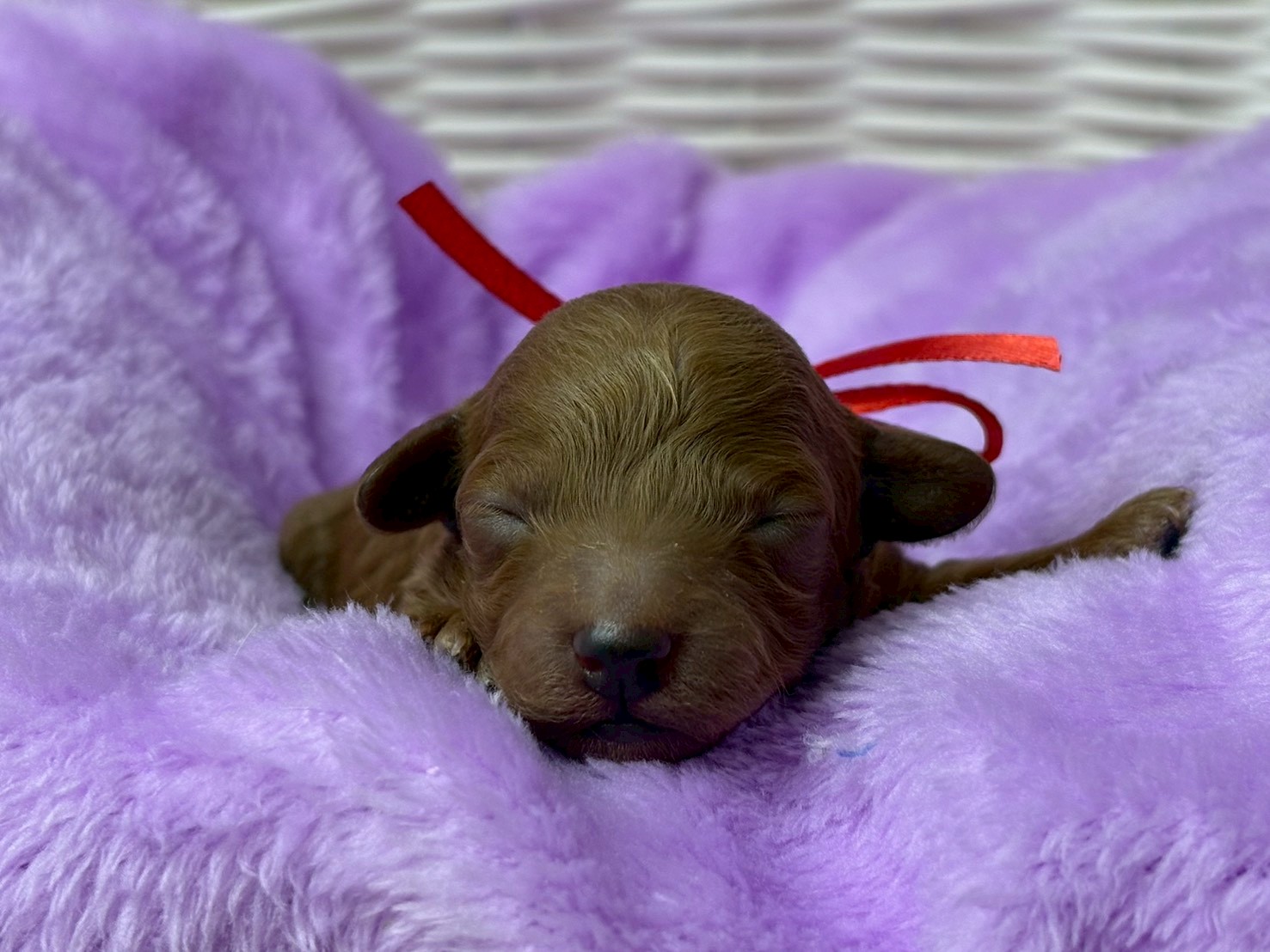 トイ・プードル