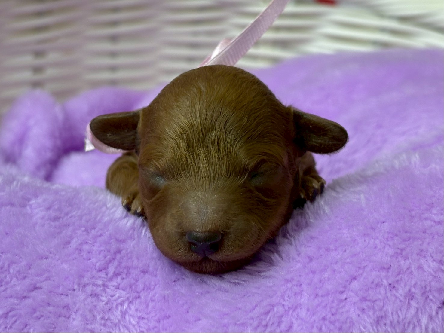 トイ・プードル