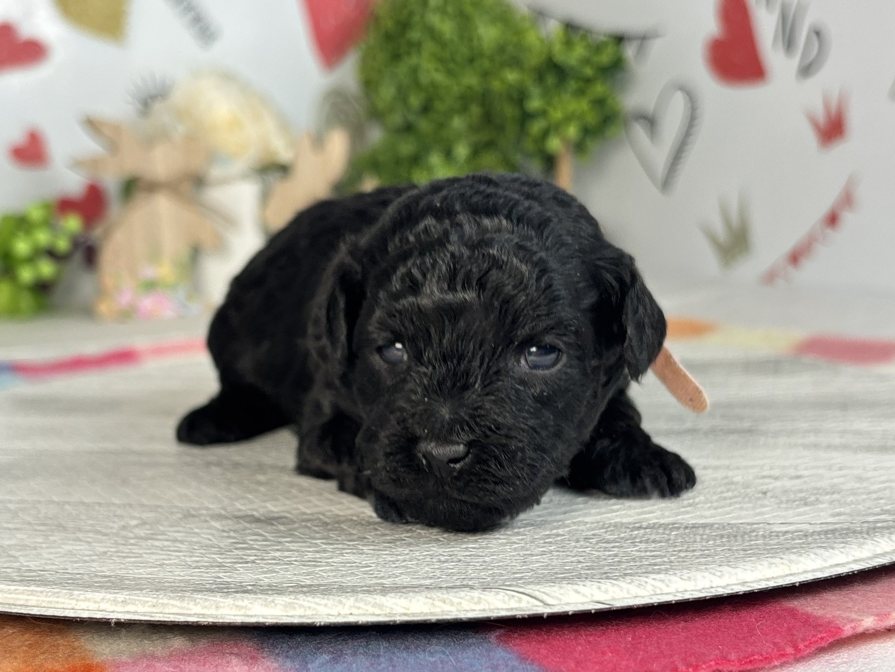 赤ちゃん写真1-1