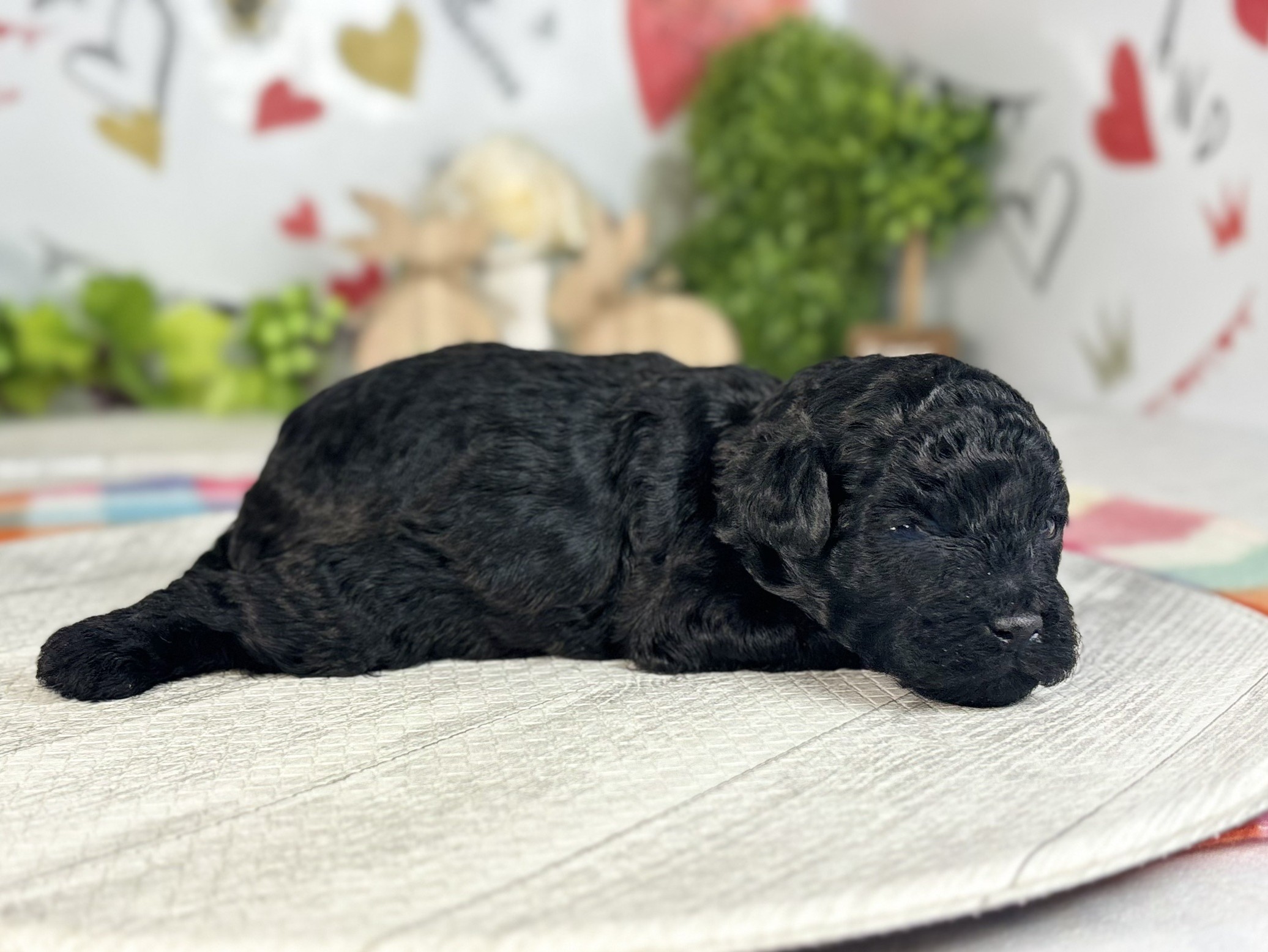 赤ちゃん写真1-2