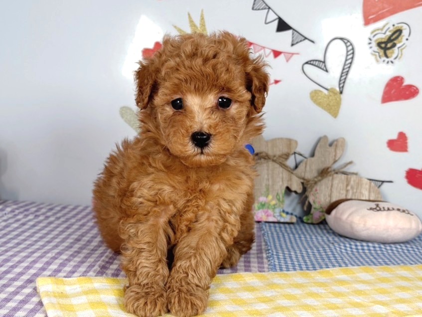 トイ・プードル