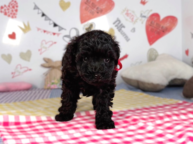 トイ・プードル