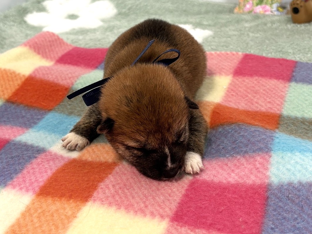 赤ちゃん写真1-1