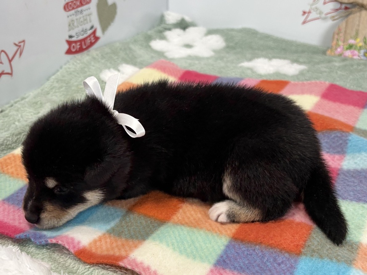 赤ちゃん写真1-2