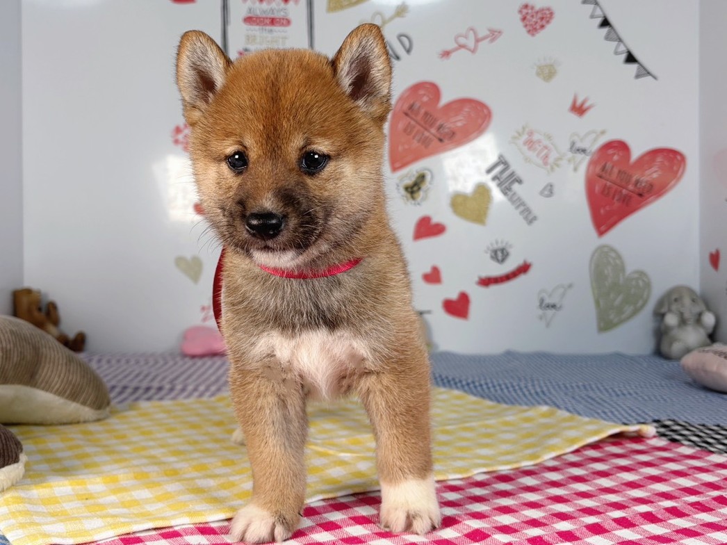 柴犬