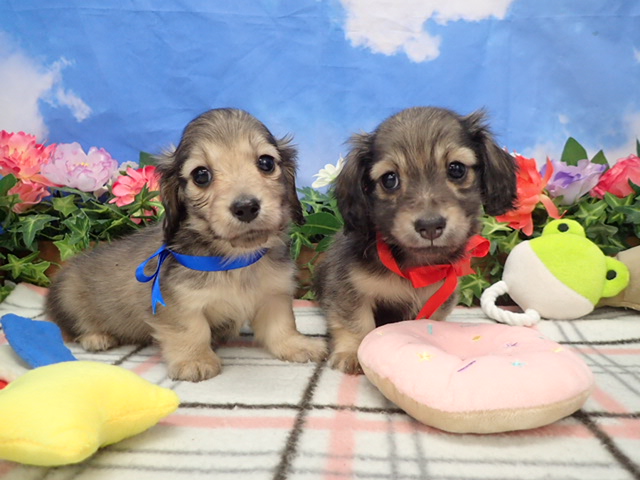 赤ちゃん写真3-3