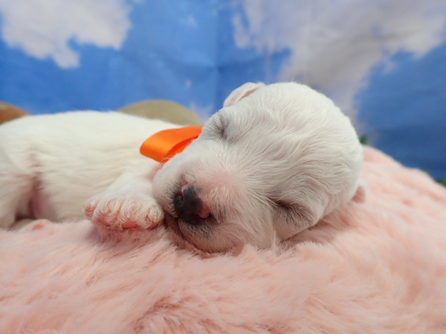 ビション・フリーゼ