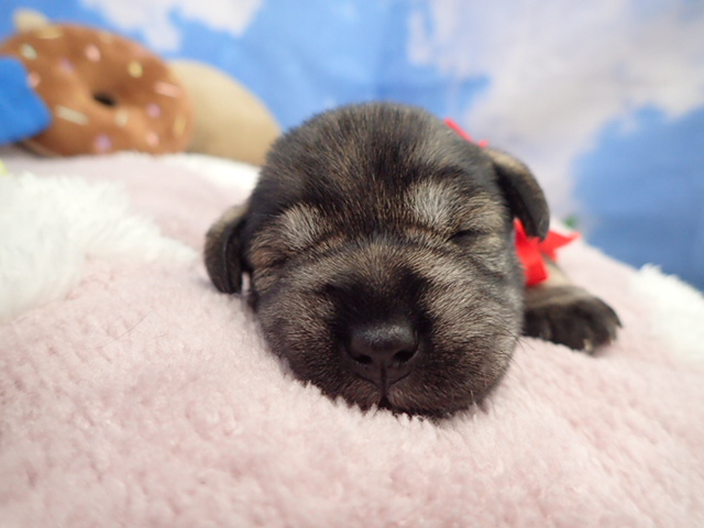 ミニチュア・シュナウザー