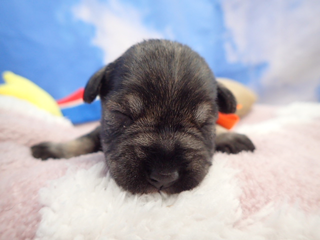 ミニチュア・シュナウザー