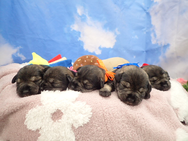 赤ちゃん写真1-3