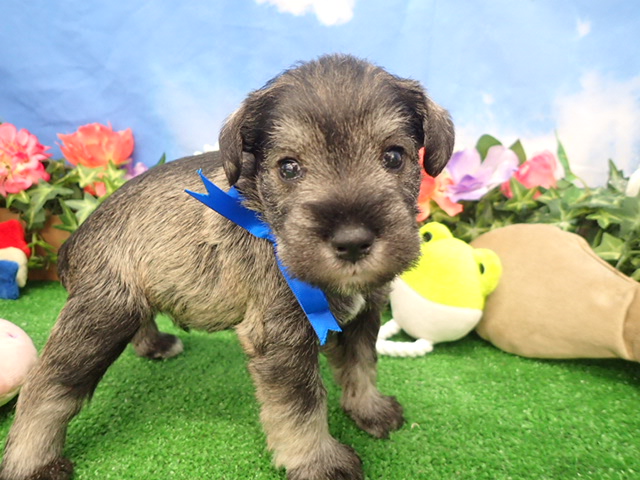 ミニチュア・シュナウザー