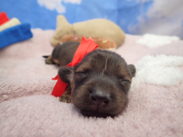 ミニチュア・ダックスフンド