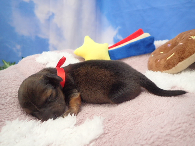 赤ちゃん写真1-2