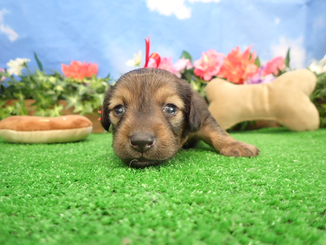 赤ちゃん写真2-1