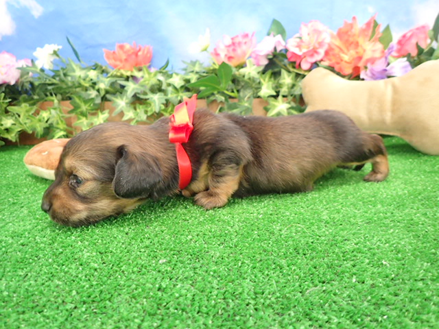 赤ちゃん写真2-2