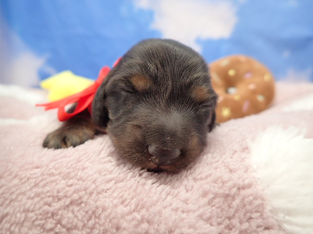 ミニチュア・ダックスフンド